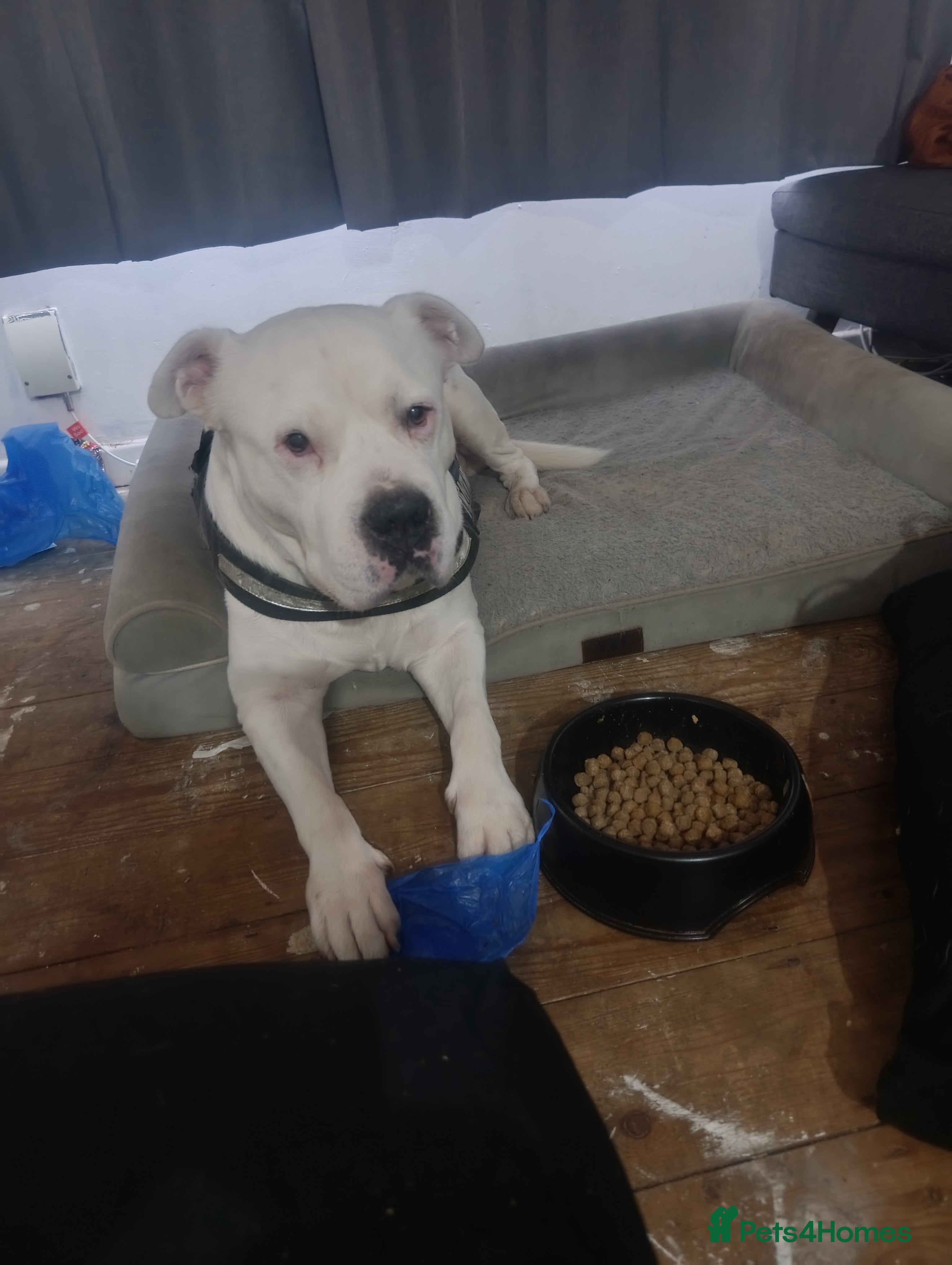 Staffordshire Bull Terrier dogs Staffordshire bull terrier  - Advert 16