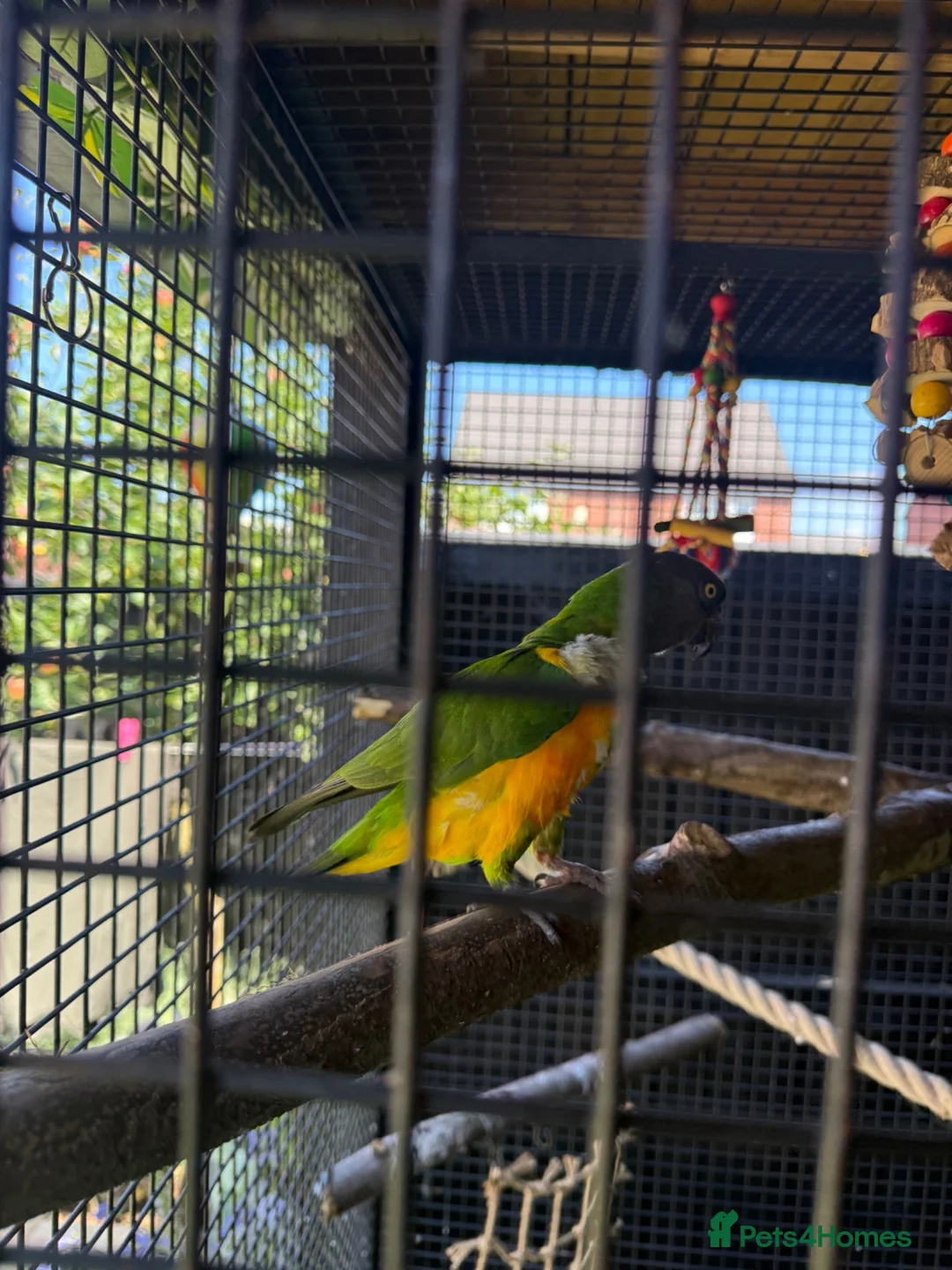 Parrots birds for sale: Pair of Senegal Parrots in Birkenhead - Advert 1