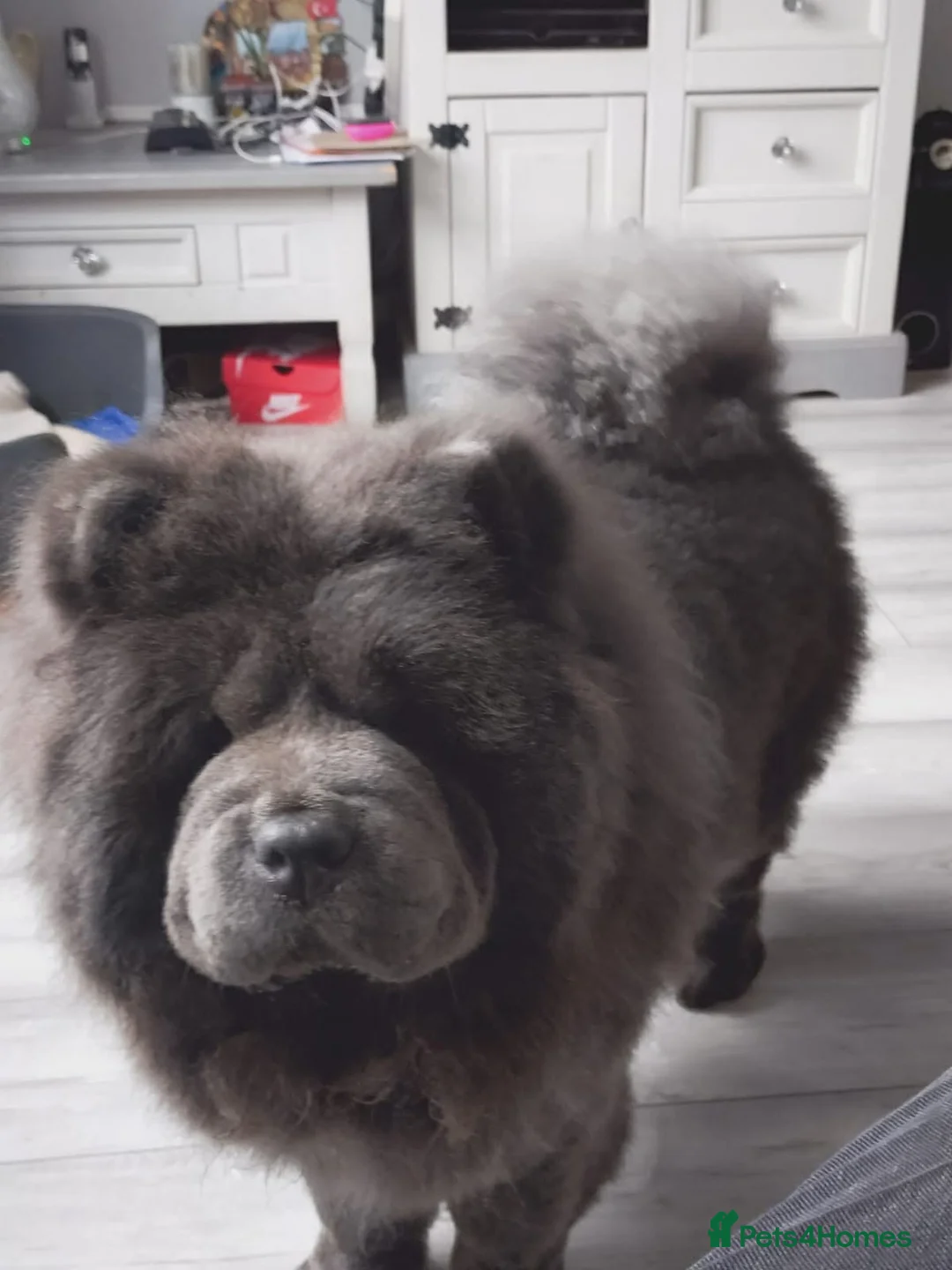 Chow Chow dogs for sale: Rough Coat Chow Chow Puppies in Peterborough - Advert 2