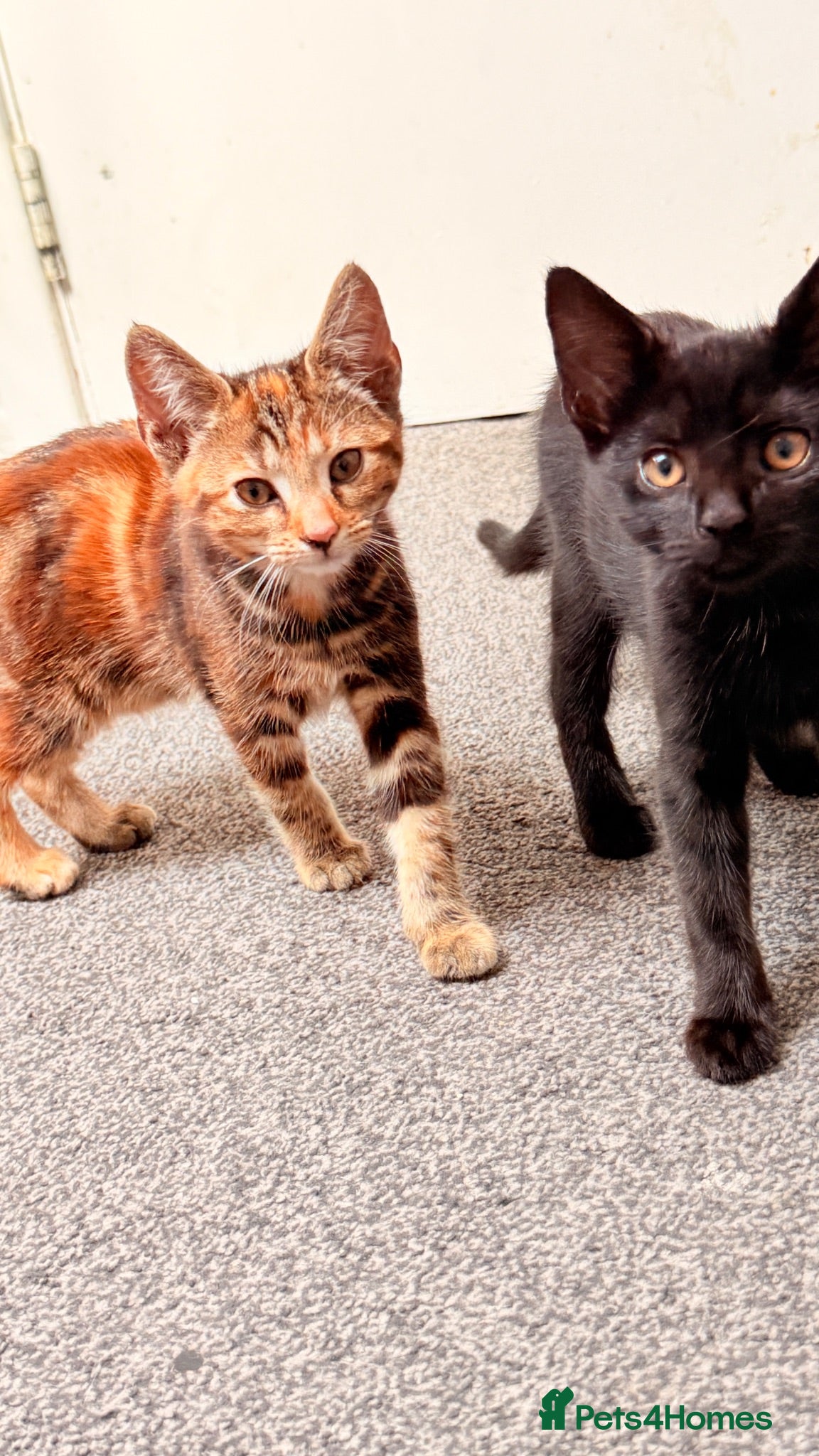 Mixed Breed cats 3month old kitten and mother ready for new home  - Advert 1