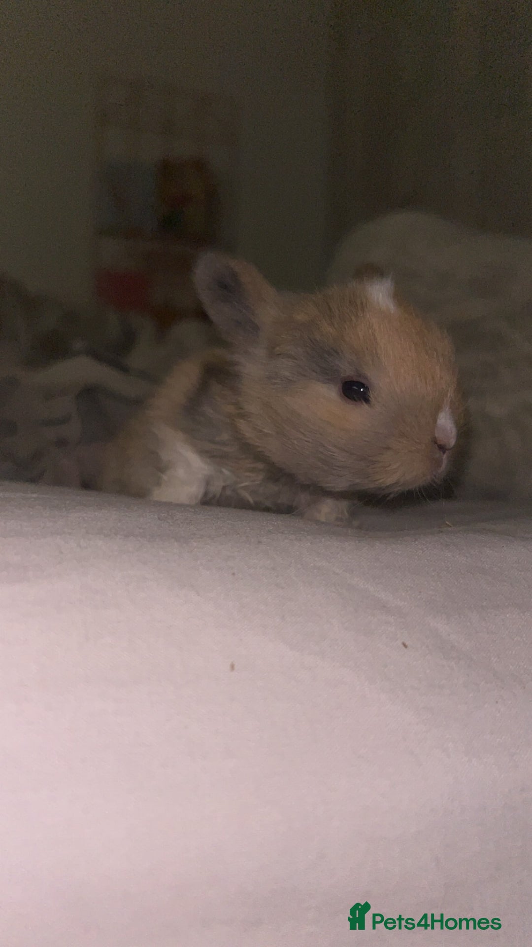 Mini Lop rabbits for sale: Gorgeous mini lip bunnies ready to go on 9thjan - Advert 4