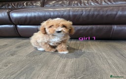 Cockapoo dogs for sale: Adorable cockapoo pups ready to go 🐶 - Image 8