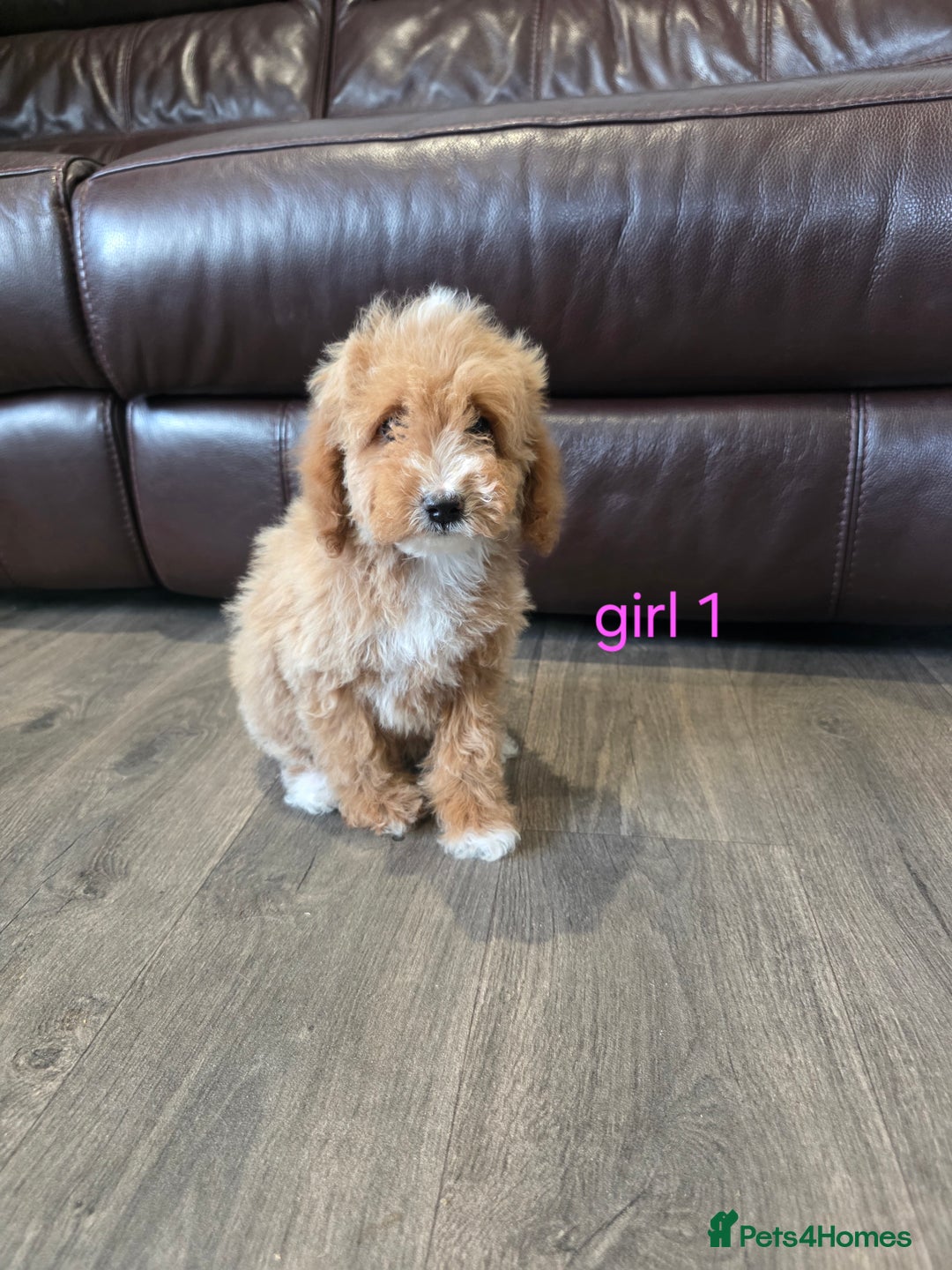 Cockapoo dogs for sale: Adorable cockapoo pups ready to go 🐶 - Image 8