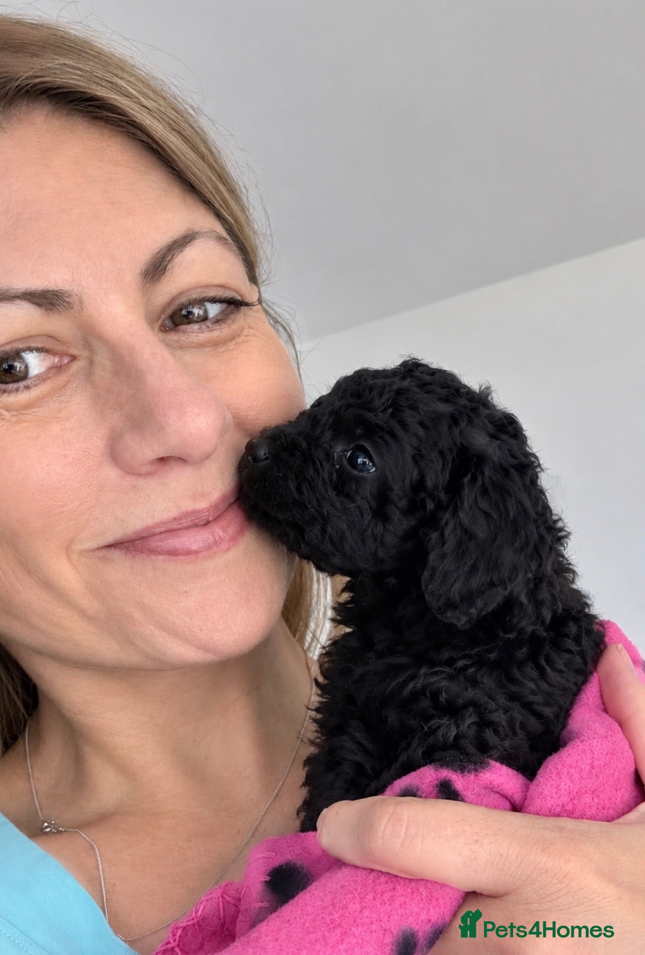 Toy Poodle dogs Purebred Toy Poodles🐾 Available to view Now - Advert 2