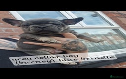 French Bulldog dogs for sale: Beautiful brindle french-bulldog girl left!  - Image 9
