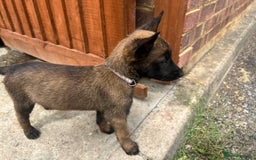 Belgian Shepherd Dog dogs for sale: 🐶Belgian Malinois Shepherd🐶 working dogs in Esher - Image 20