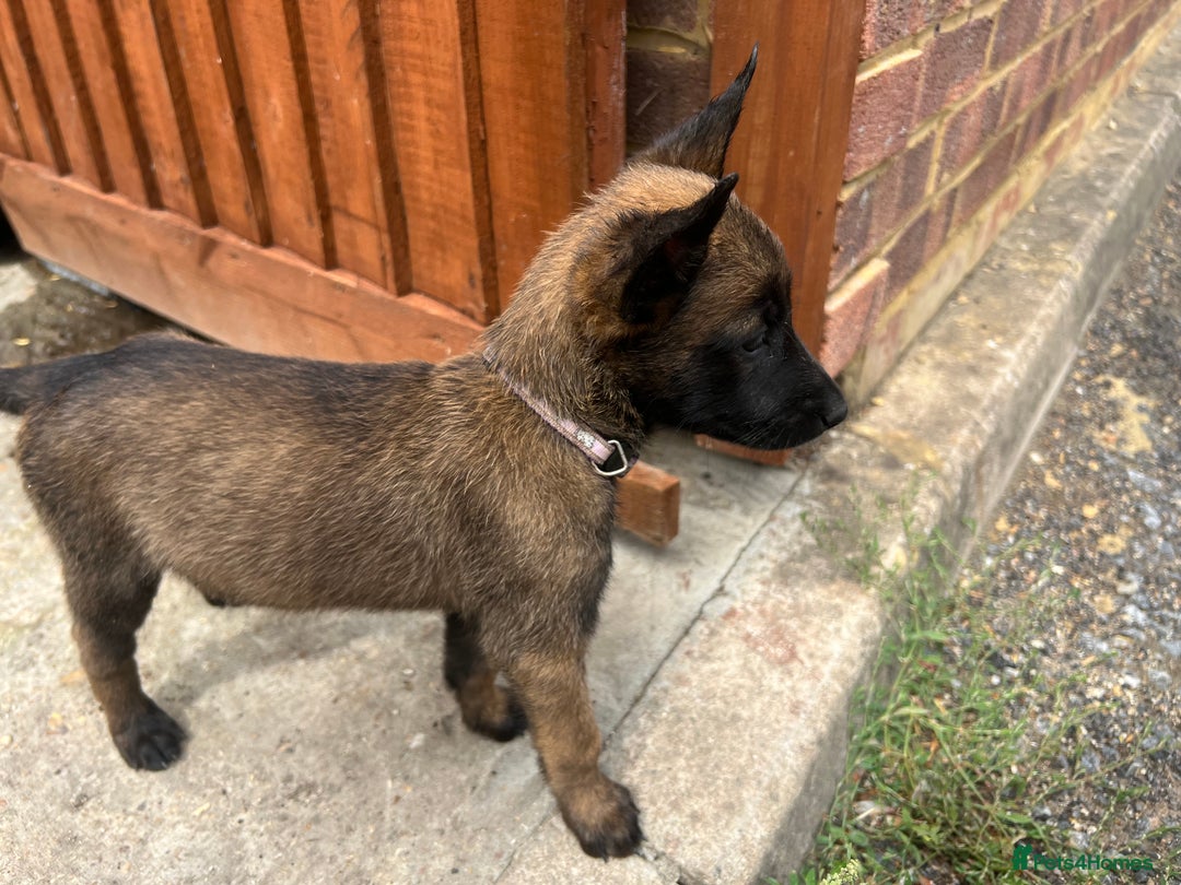 Belgian Shepherd Dog dogs for sale: 🐶Belgian Malinois Shepherd🐶 working dogs in Esher - Image 20