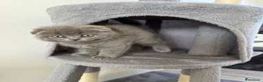 Male Scottish Fold Kitten grey