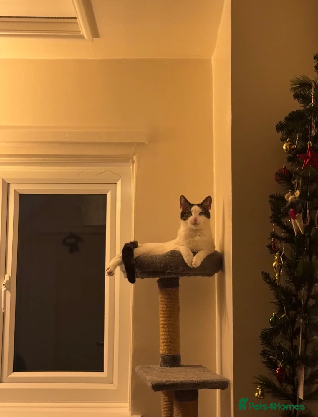 Mixed Breed cats for sale: Chappie(free) - Advert 6
