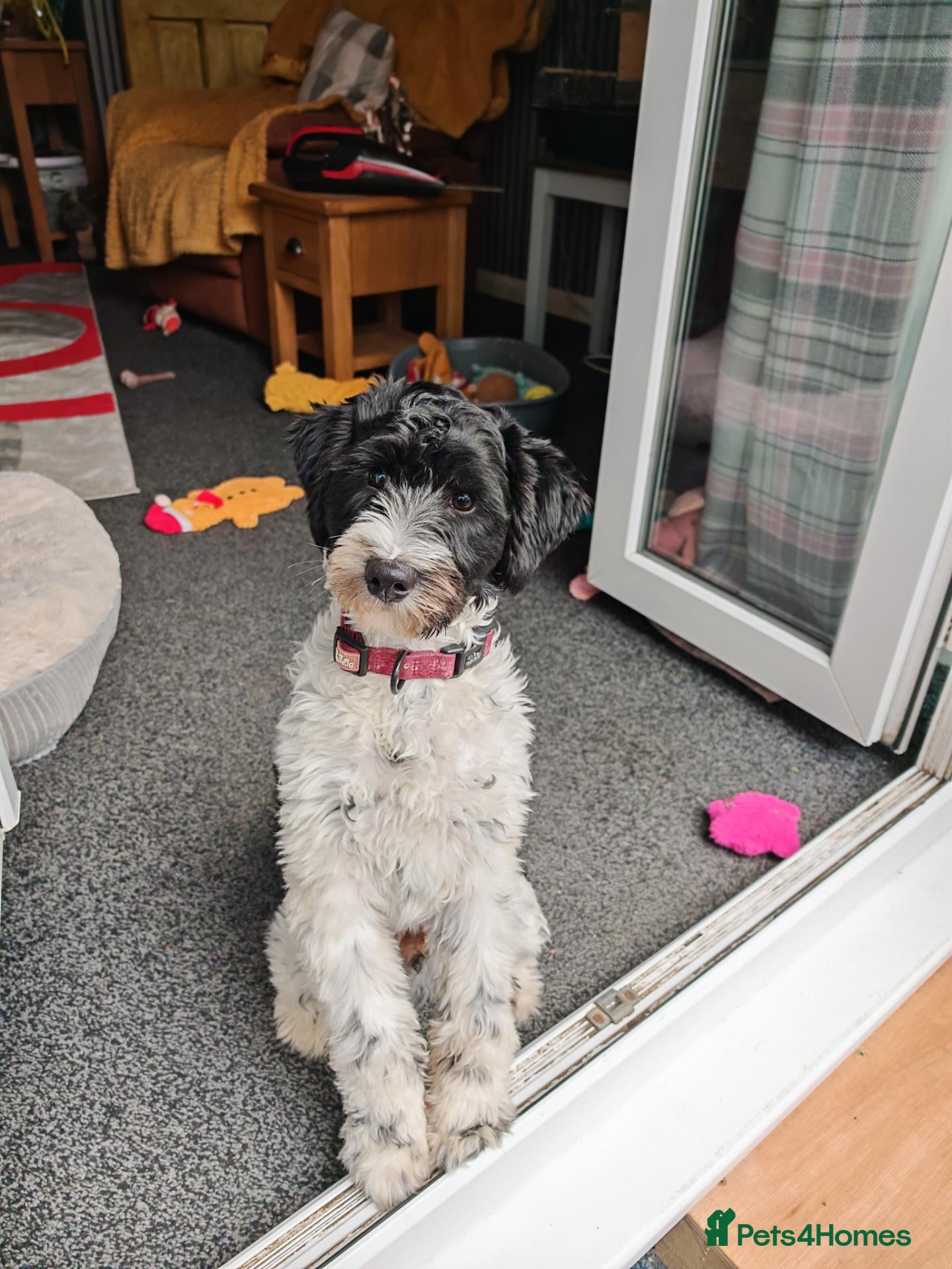 Tibetan Terrier dogs Young boy - Advert 3