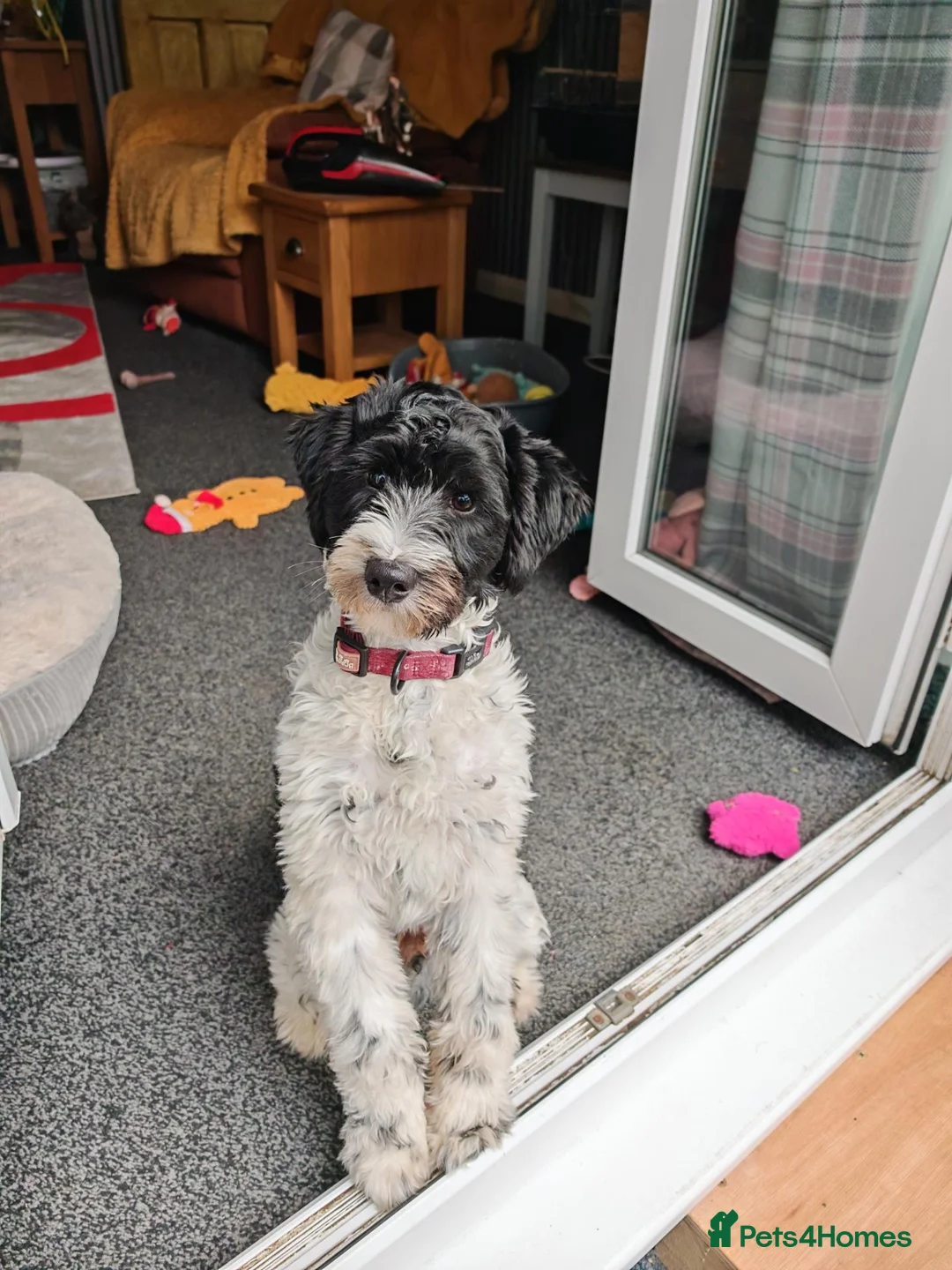 Tibetan Terrier dogs for sale: Young boy - Advert 1