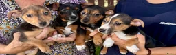 Jack Russell dogs for sale: Jack Russell Puppies - Advert 1