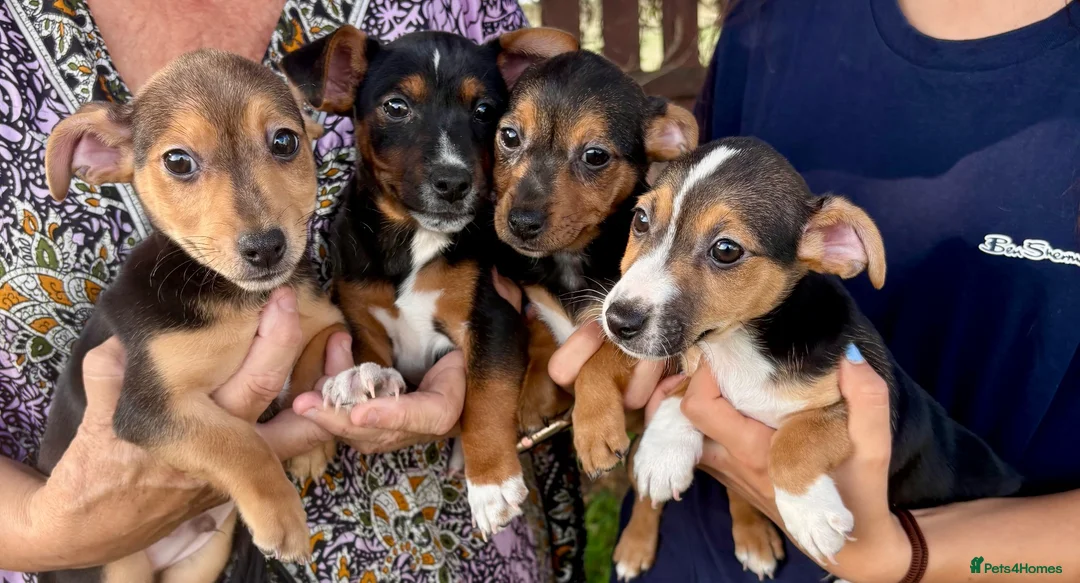 Jack Russell dogs for sale: Jack Russell Puppies - Advert 1