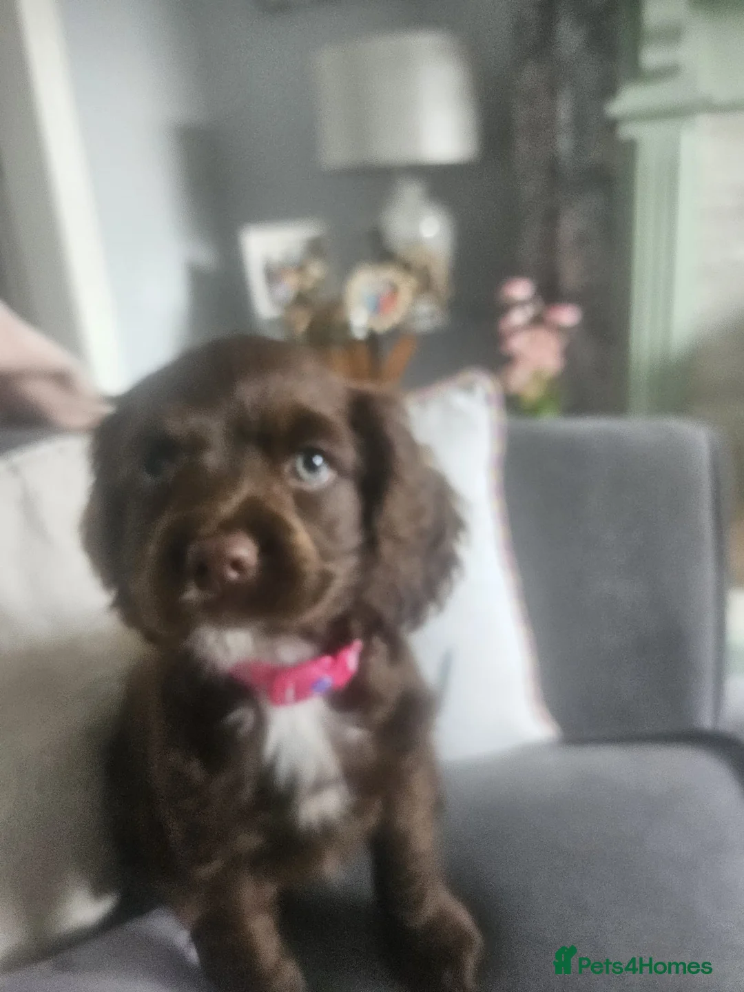 Mixed Breed dogs for sale: Cavapoo female puppy - Advert 4