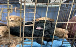 Labradoodle dogs for sale: F1b miniature labradoodle  - Image 11