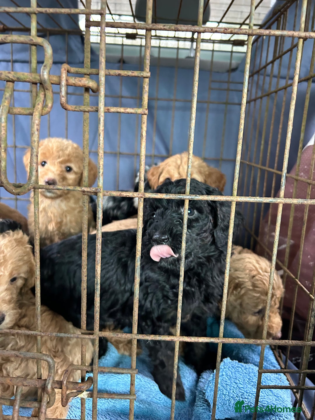 Labradoodle dogs for sale: F1b miniature labradoodle  - Image 11