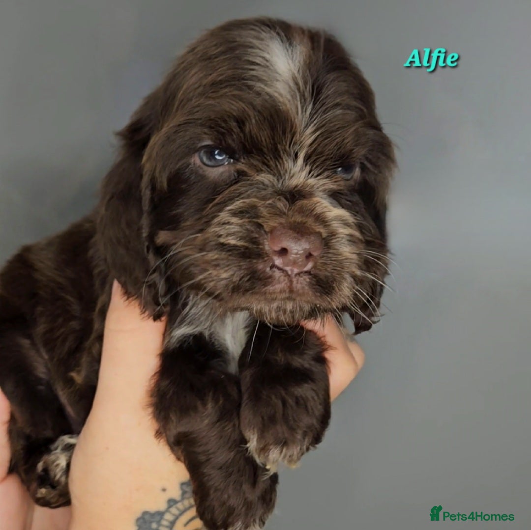 Cocker Spaniel dogs for sale: Exceptional Pedigree Show Type English Cockers  - Image 37