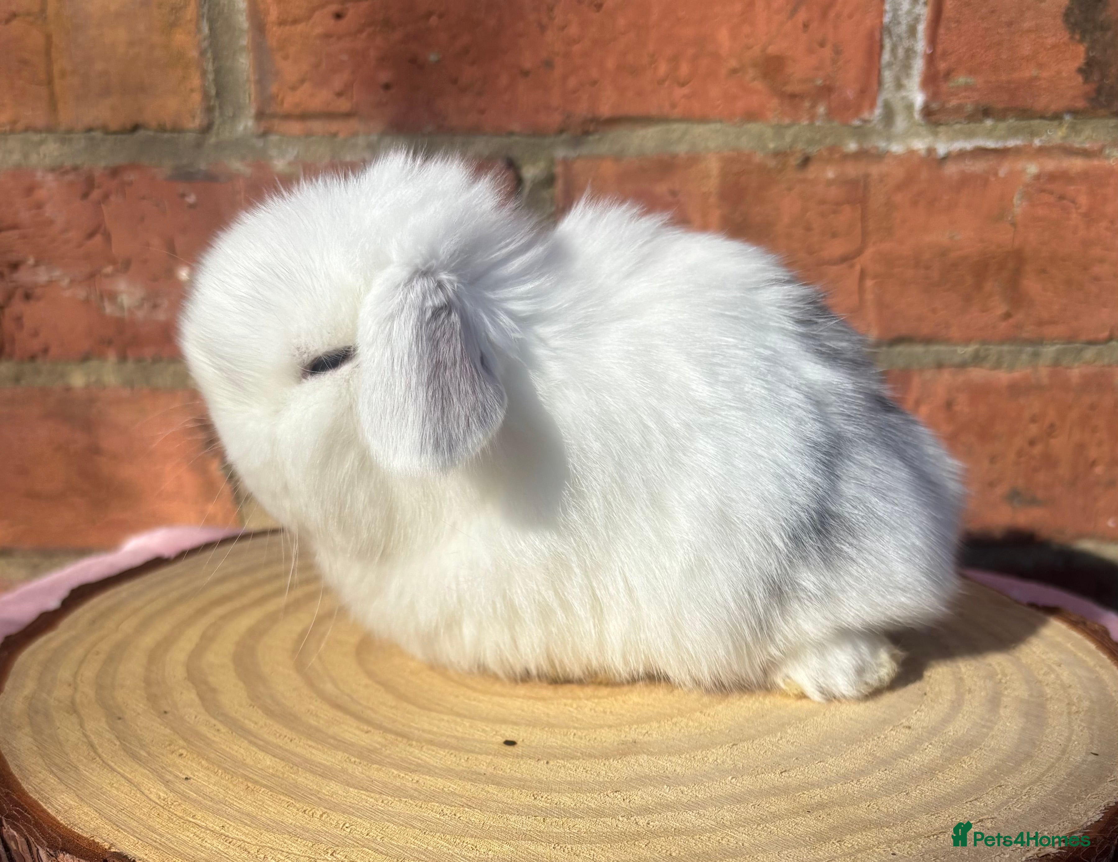 Mini Lop rabbits PURE BRED pedigreed mini lops  - Advert 20