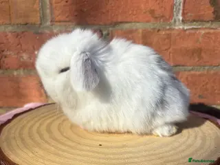 Mini Lop rabbits PURE BRED pedigreed mini lops - Advert 20