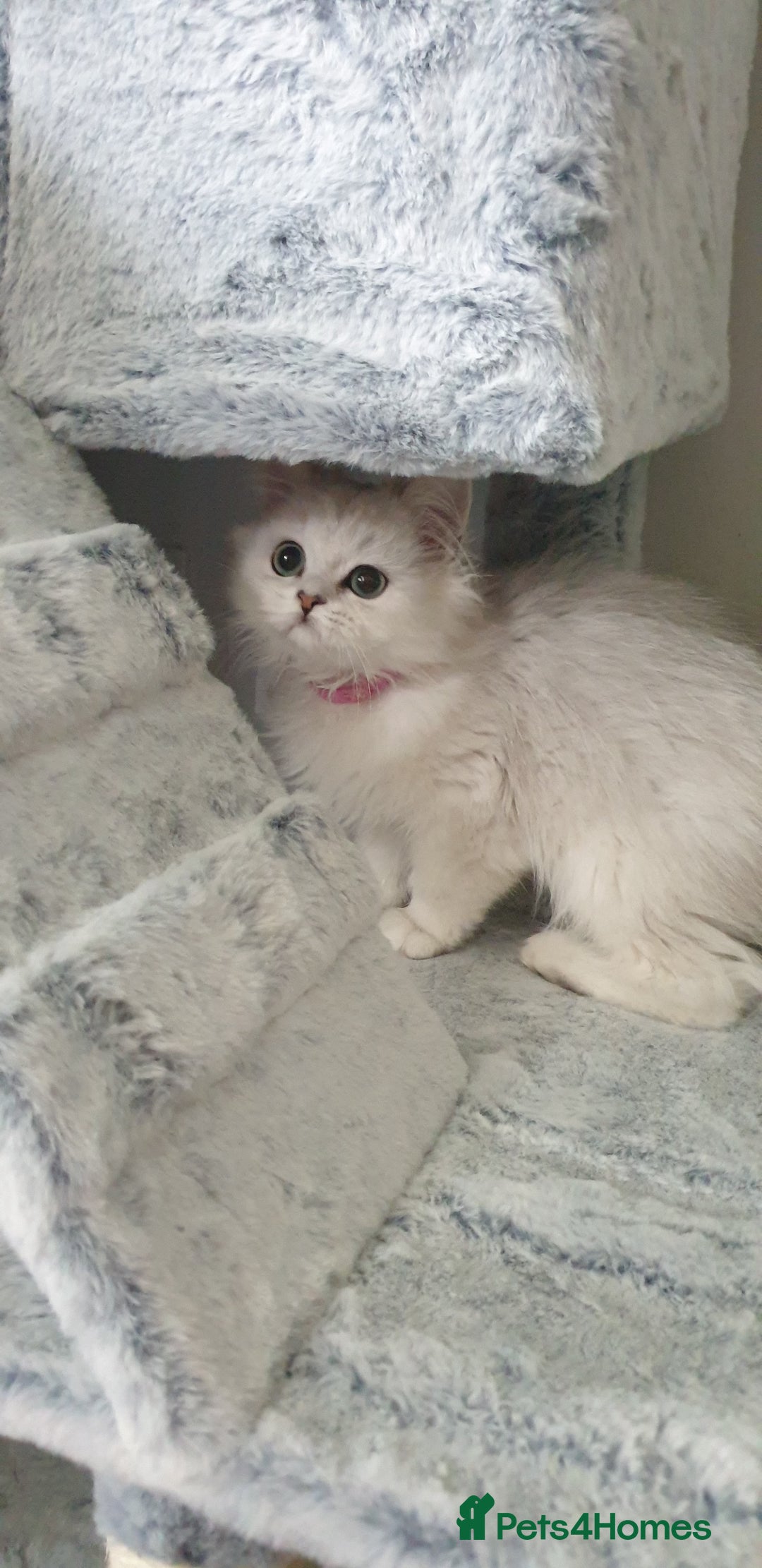 Persian cats for sale: 🌟2 Beautiful Pedigree Chinchilla Persian Kitten🌟 - Image 6