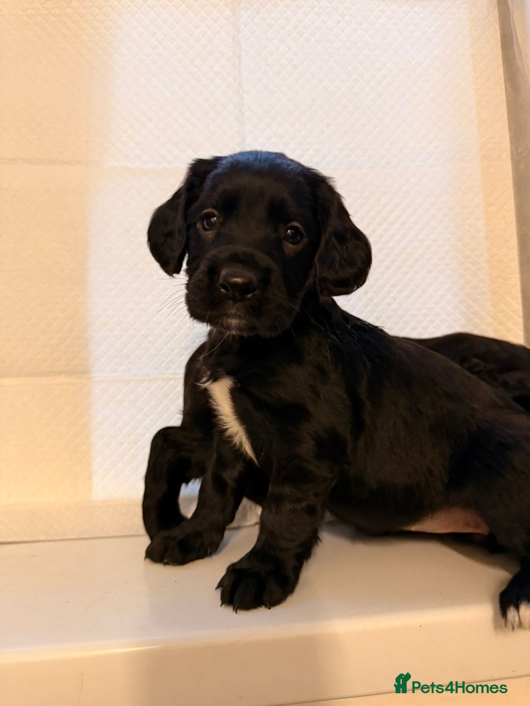 Cocker Spaniel dogs for sale: KC Registered Cocker Spaniel Puppies - Advert 7