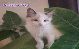 Ragdoll cats for sale: GCCF Gorgeous Pure Pedigree Ragdoll Kittens - Image 7