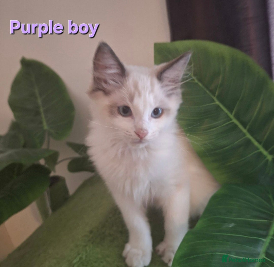 Ragdoll cats for sale: GCCF Gorgeous Pure Pedigree Ragdoll Kittens - Image 7