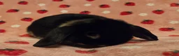 Mini Lop rabbits for sale: Black Otter pure mini lop Buck 🩵 very very tame - Advert 10