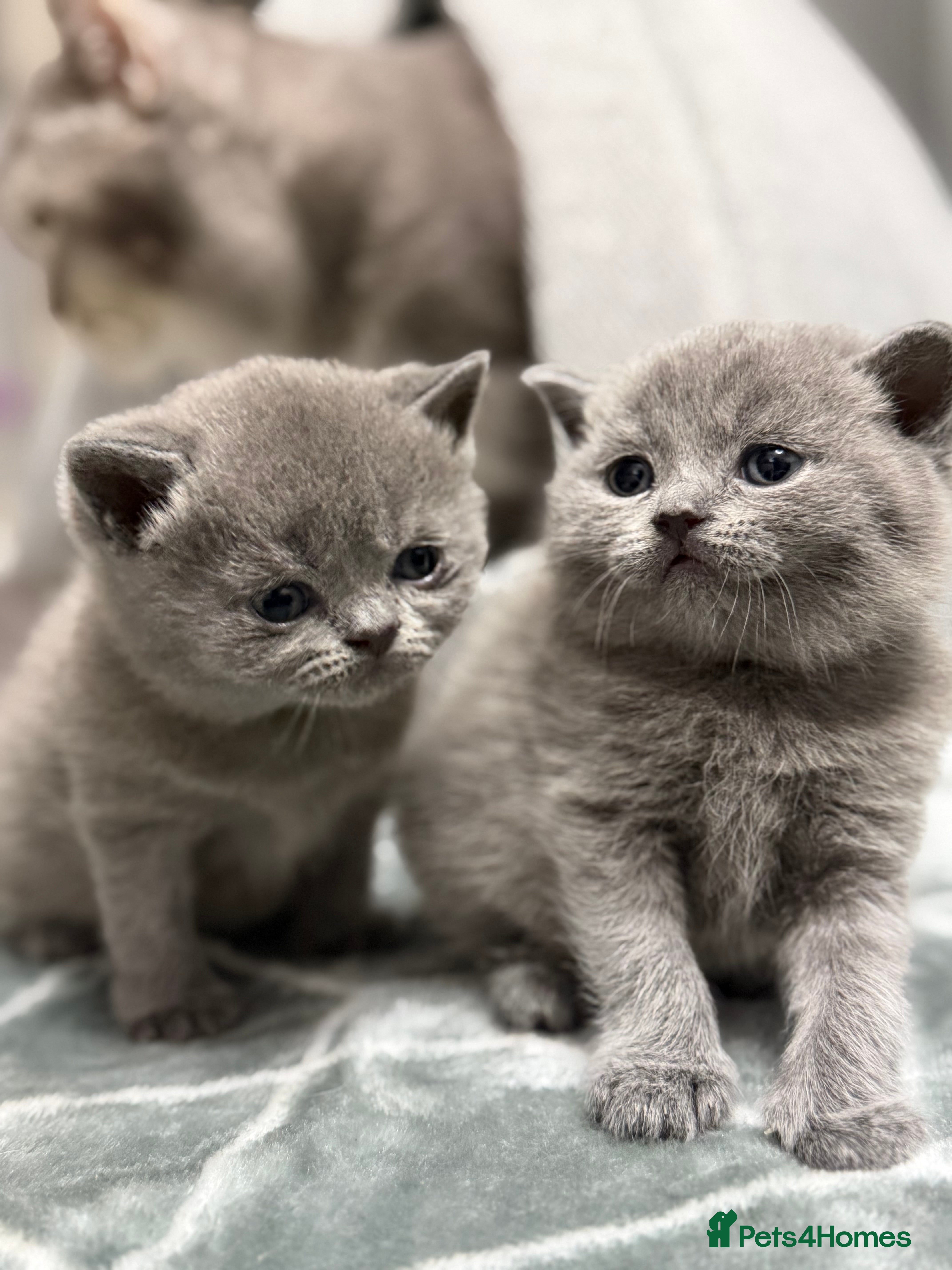 British Shorthair cats British Shorthair 💝 - Advert 7