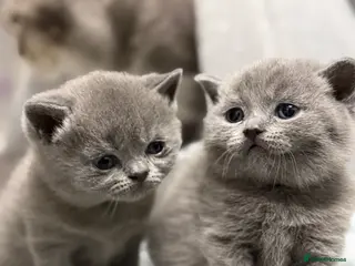 British Shorthair cats British Shorthair 💝 - Advert 7