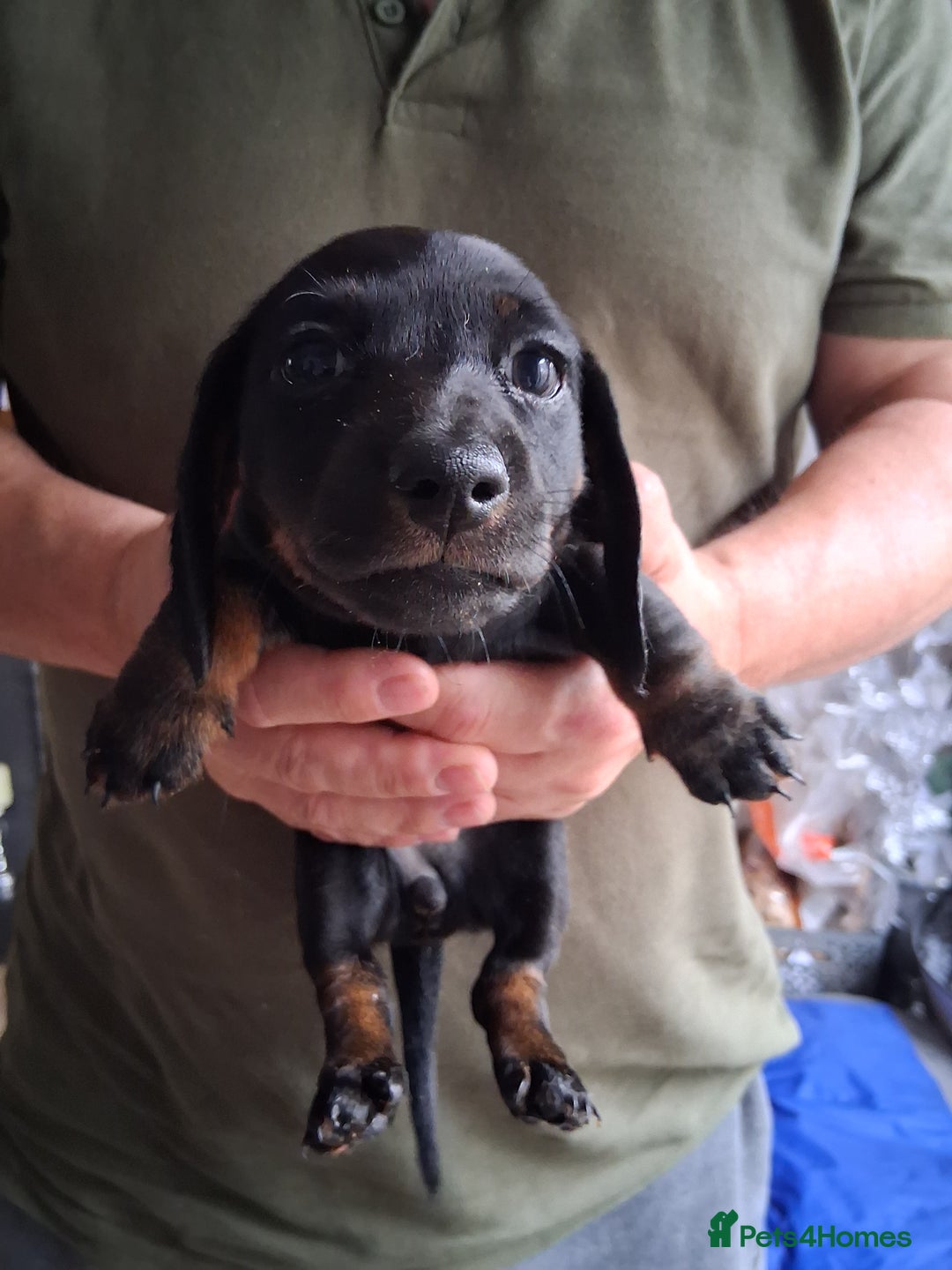 Miniature Dachshund dogs for sale: ..Miniature dachshunds 1 Girl 1BOY READY TO LEAVE  in Ellesmere Port - Image 22