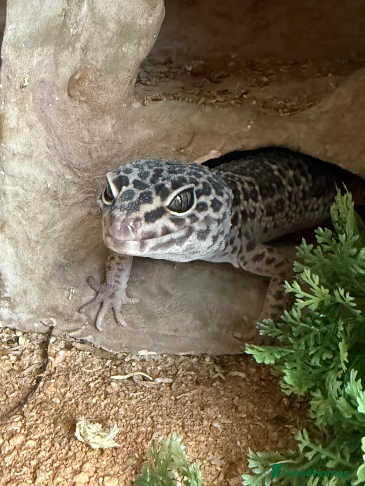 Leopard Gecko reptiles Snow Leopard Gecko with full set up / vivarium - Advert 1