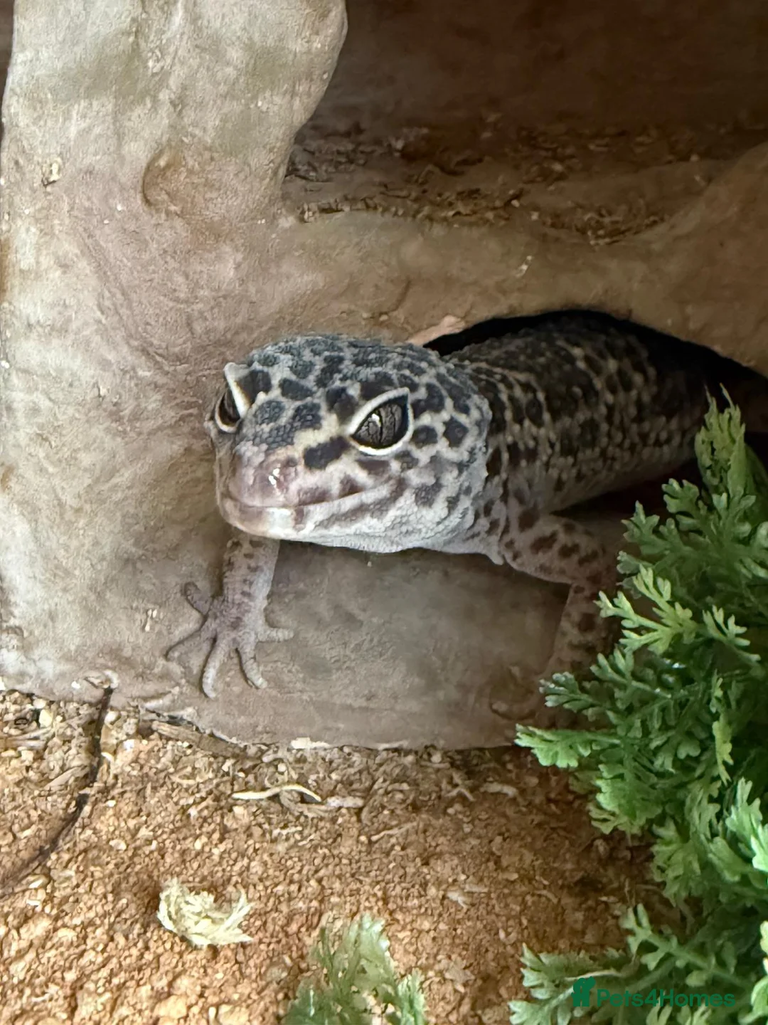Leopard Gecko reptiles for sale: Snow Leopard Gecko with full set up / vivarium - Advert 1