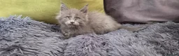 Maine Coon cats for sale: Maine coon kitten  - Advert 37