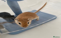 Gerbil rodents for sale: 3 female gerbils and cage etc for sale - Image 4