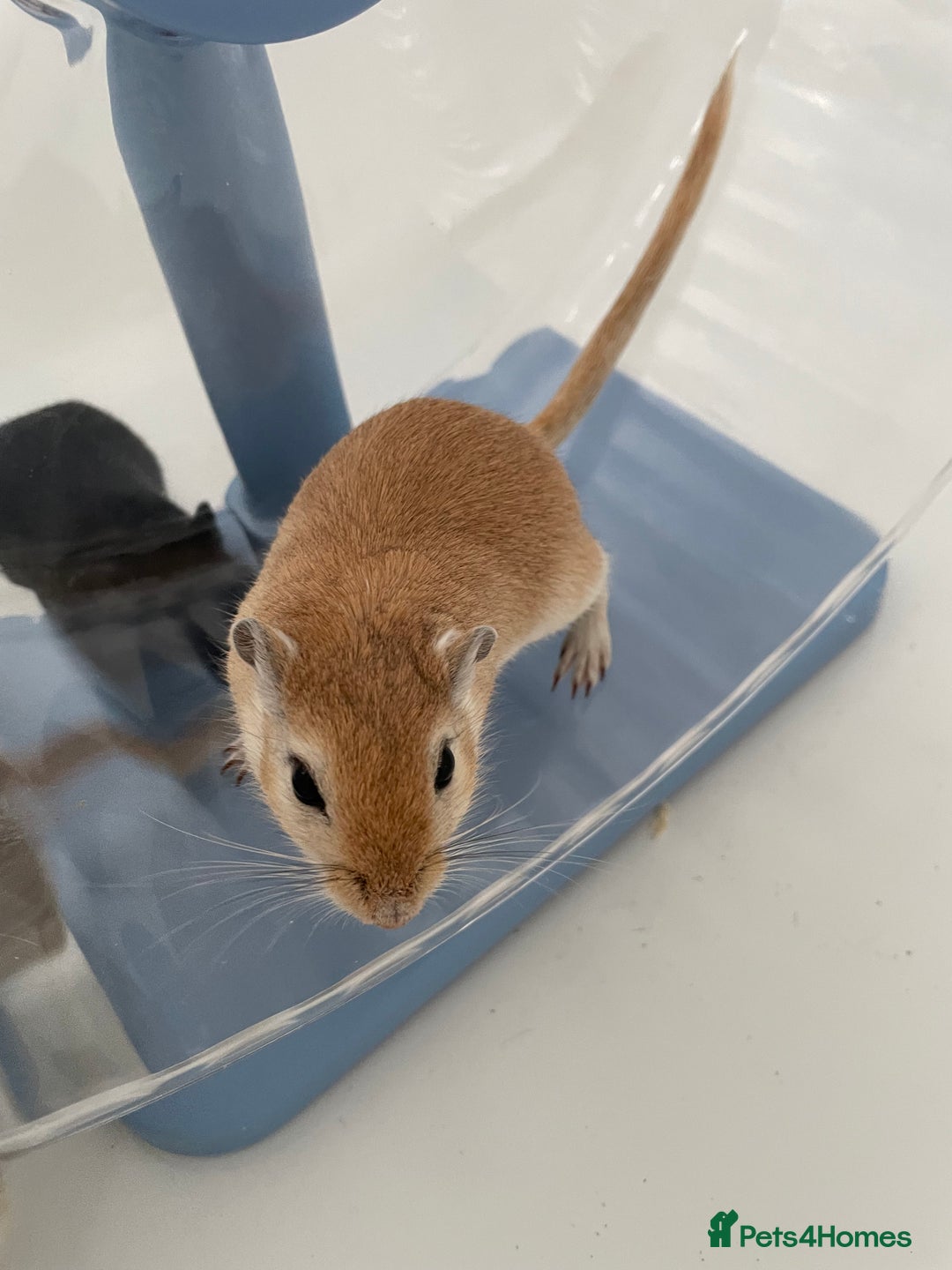 Gerbil rodents for sale: 3 female gerbils and cage etc for sale - Image 4