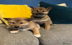 Japanese Shiba Inu dogs for sale: K.C reg Red Japanese Shiba Inu Puppies - Image 6