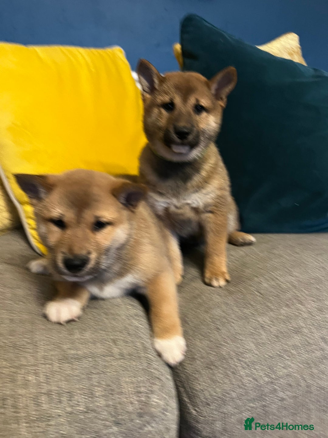 Japanese Shiba Inu dogs for sale: K.C reg Red Japanese Shiba Inu Puppies - Image 6
