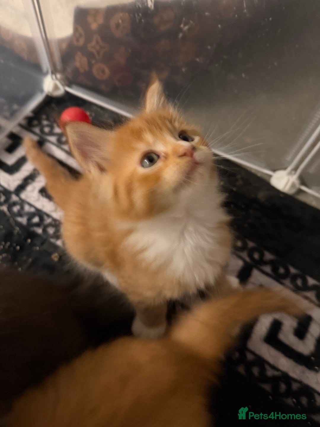 Maine Coon cats for sale: Rare red and white bicolor lMaincoon ready now  - Advert 18