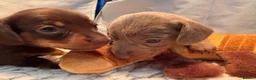 Miniature Dachshund dogs for sale: Smooth Haired Miniature Dachshunds in Wallingford - Advert 2