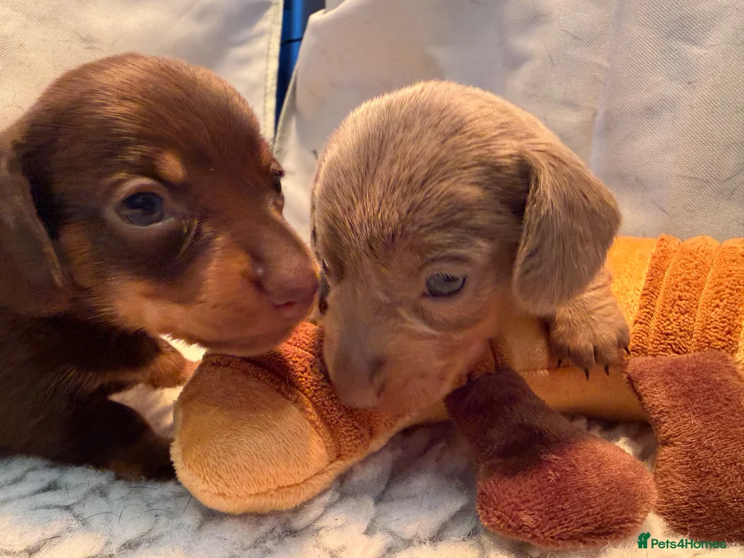 Miniature Dachshund dogs for sale: Smooth Haired Miniature Dachshunds in Wallingford - Advert 2