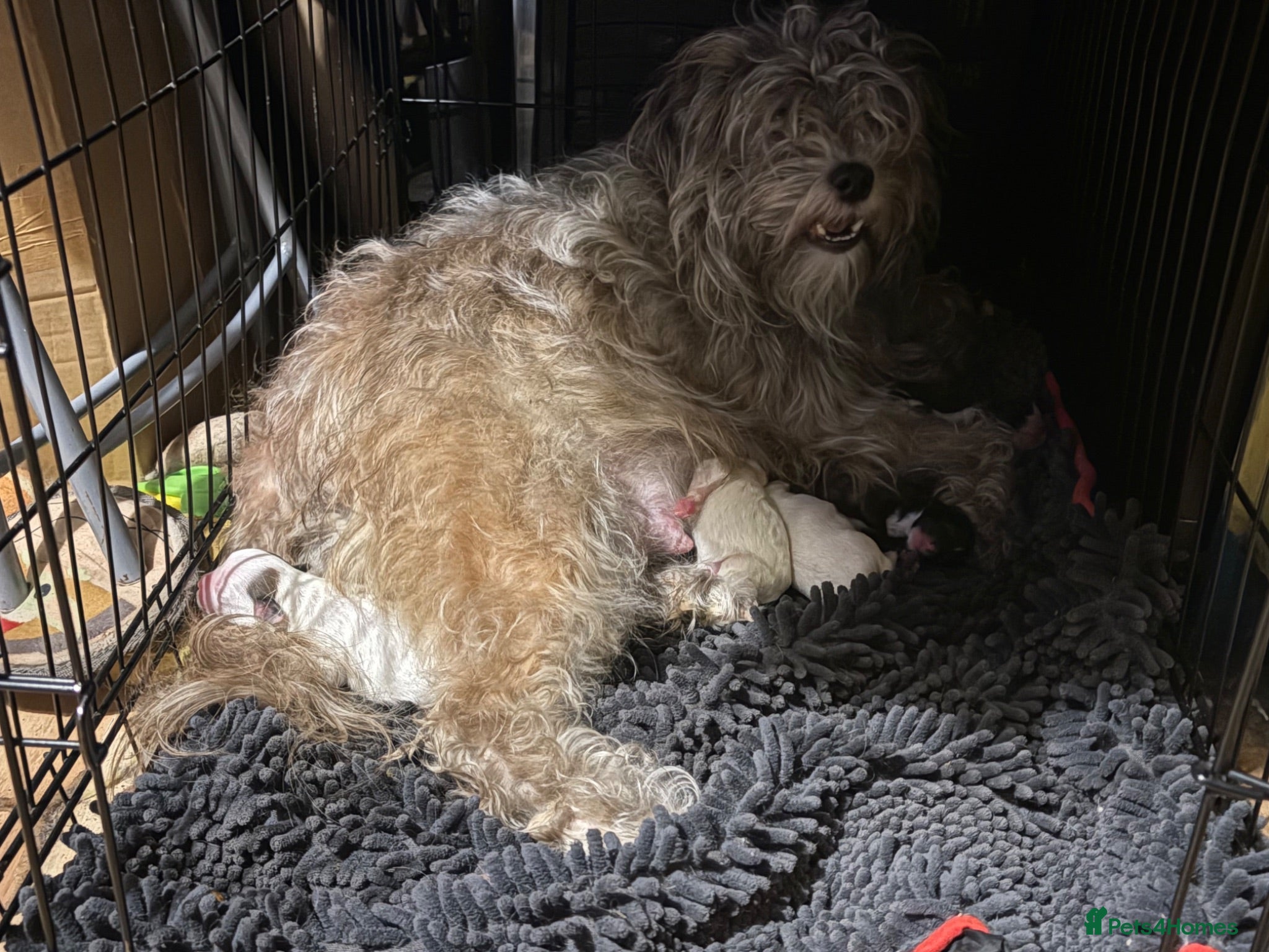 Mixed Breed dogs Cockapoo x  - Advert 1
