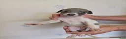 Whippet dogs for sale: Beautiful RKC Registered Puppies - Advert 8