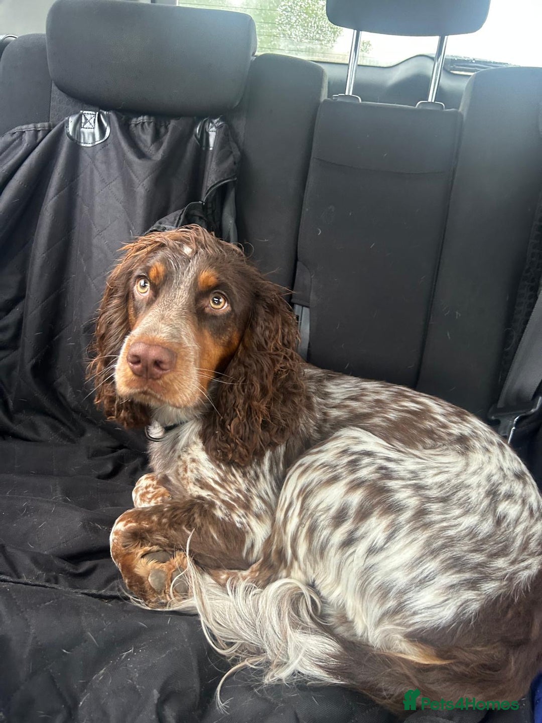 Sprocker dogs for stud: Beautiful tri colour sprocker - Image 3