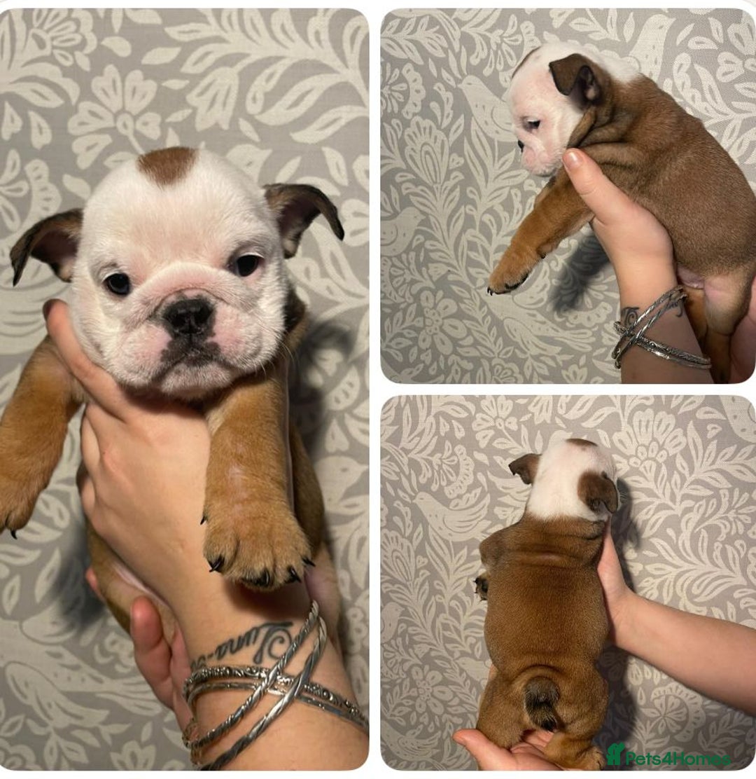 English Bulldog dogs for sale: British bulldog puppies - Image 5