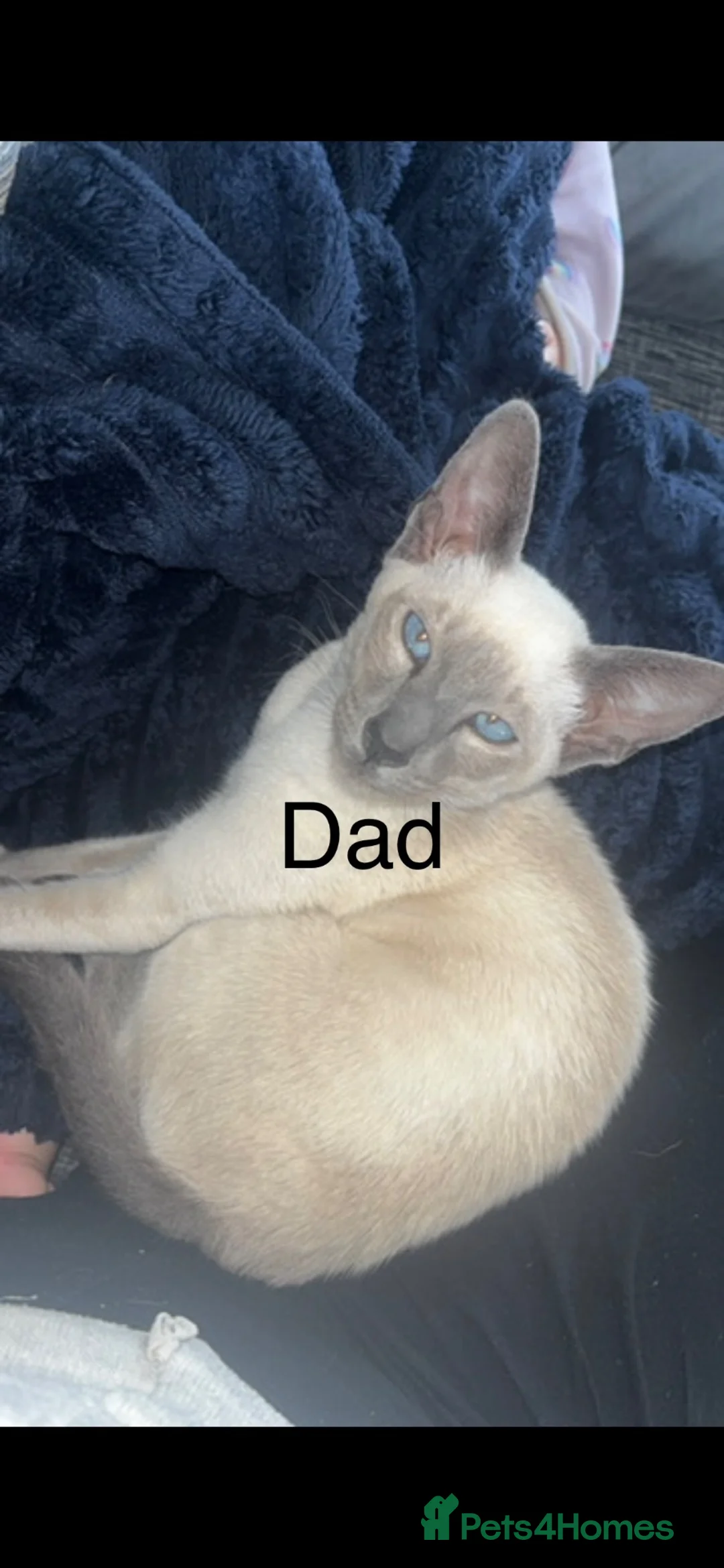 Siamese cats for sale: ORIENTAL SIAMESE × LYNX POINT SIAMESE KITTENS - Advert 2