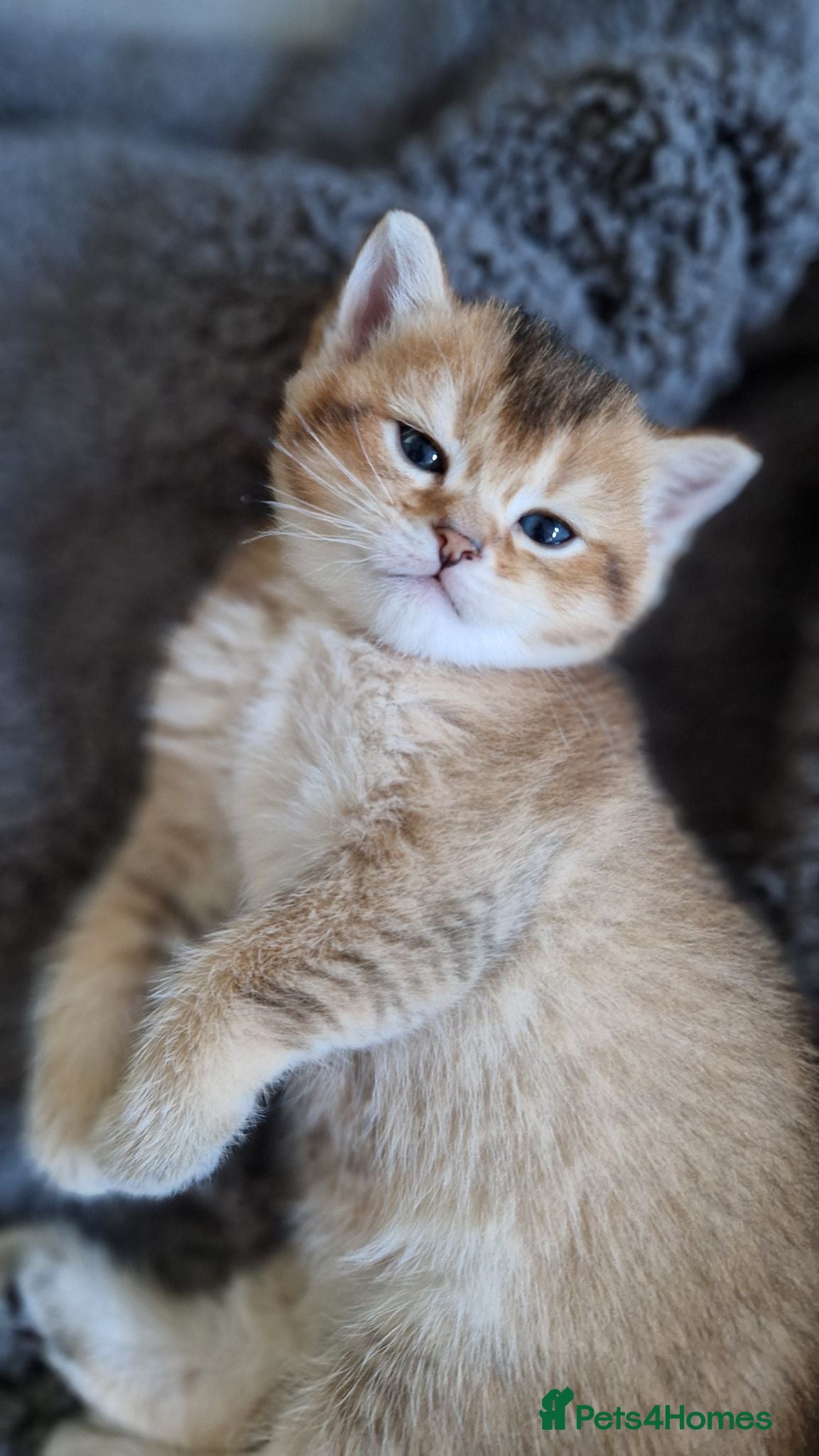 British Shorthair cats Last 1 BSH amazing boy from champion line  - Advert 4