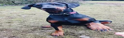 Dobermann dogs for sale: Stunning male dobermann  - Advert 3