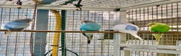 Budgerigars birds for sale: Baby tammed budgies for sale  in Windlesham - Advert 9