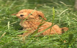 Miniature Poodle dogs for sale: Gorgeous apricot miniature poodle puppies - Image 10